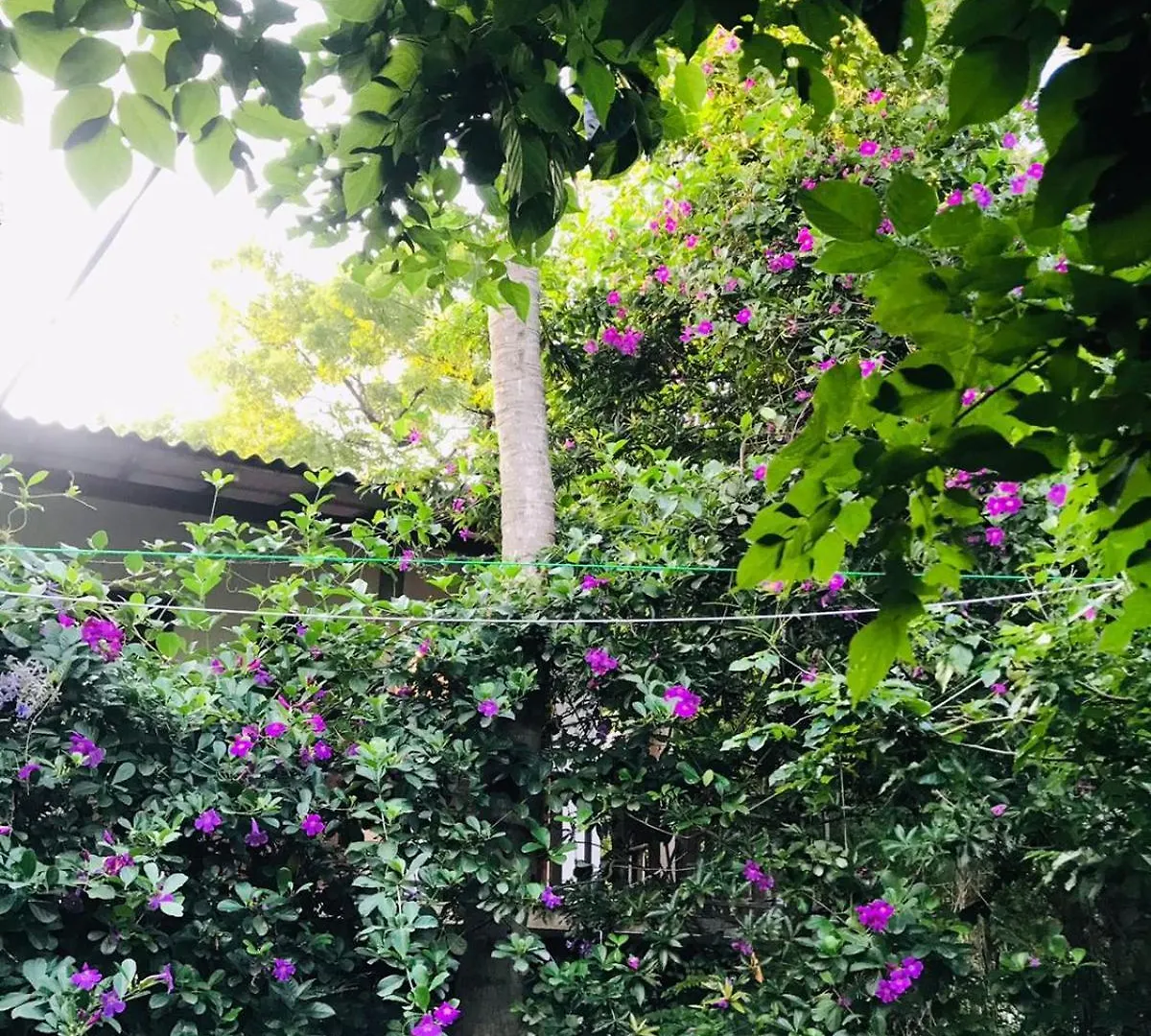 Sh Li Hostel Sigiriya 0*,