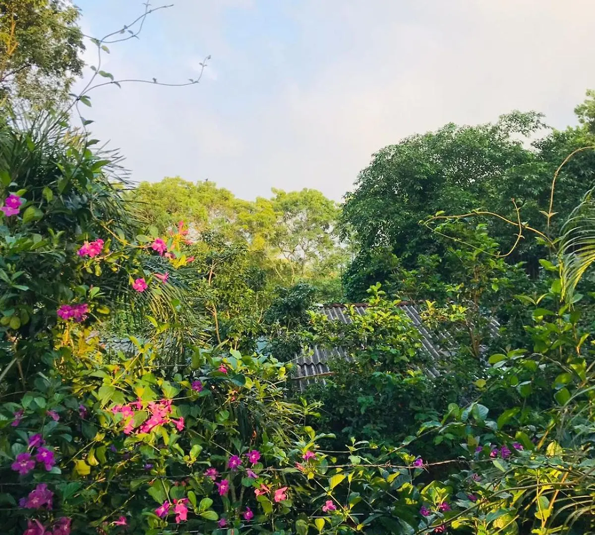 Sh Li Hostel Sigiriya Sri Lanka