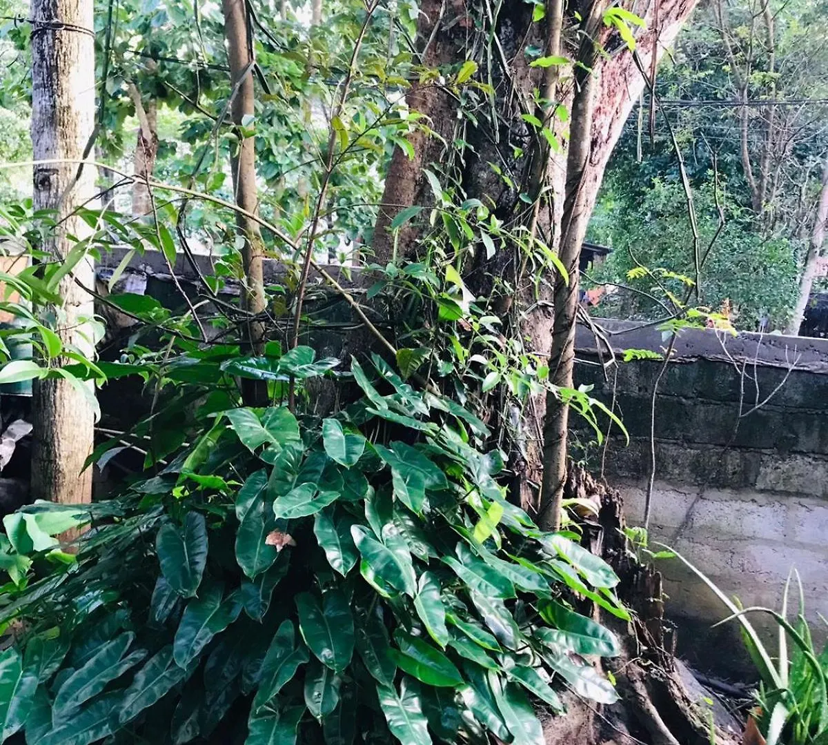 Sh Li Hostel Sigiriya Sri Lanka