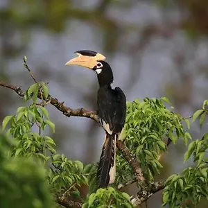 Hostel Sigiri Birds, Sigiriya